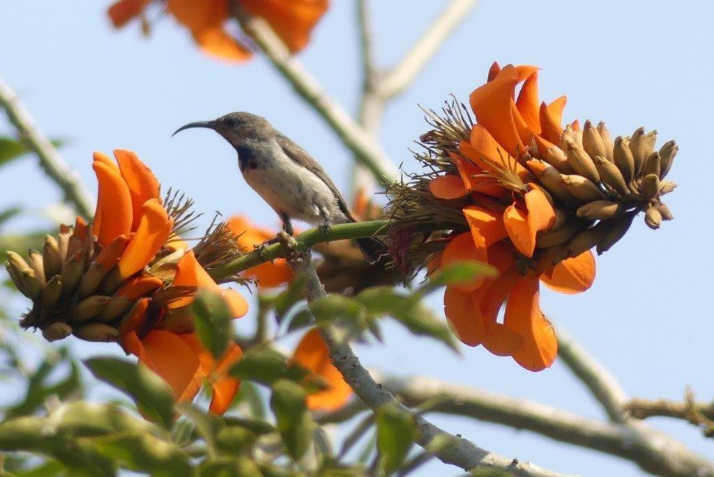 Askiesbos - Samochima Bush Camp Shakawe Bagian luar foto