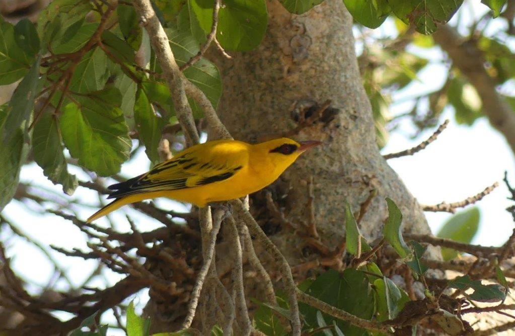 Askiesbos - Samochima Bush Camp Shakawe Bagian luar foto
