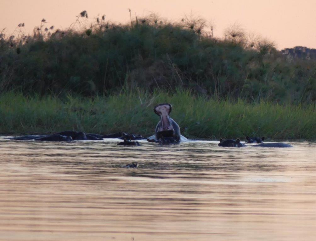 Askiesbos - Samochima Bush Camp Shakawe Bagian luar foto
