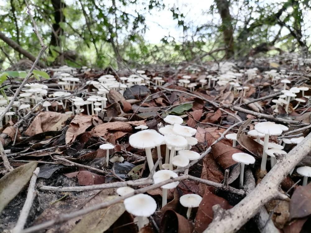 Askiesbos - Samochima Bush Camp Shakawe Bagian luar foto