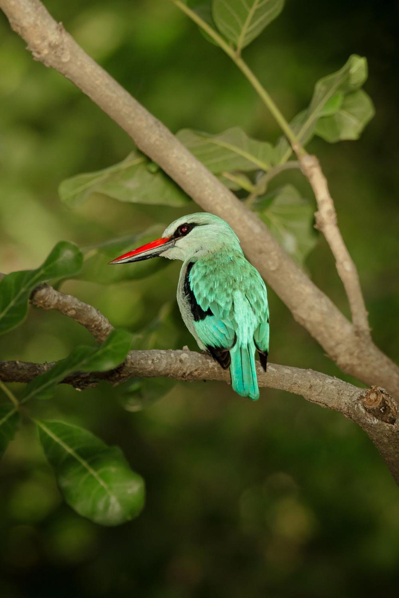 Askiesbos - Samochima Bush Camp Shakawe Bagian luar foto