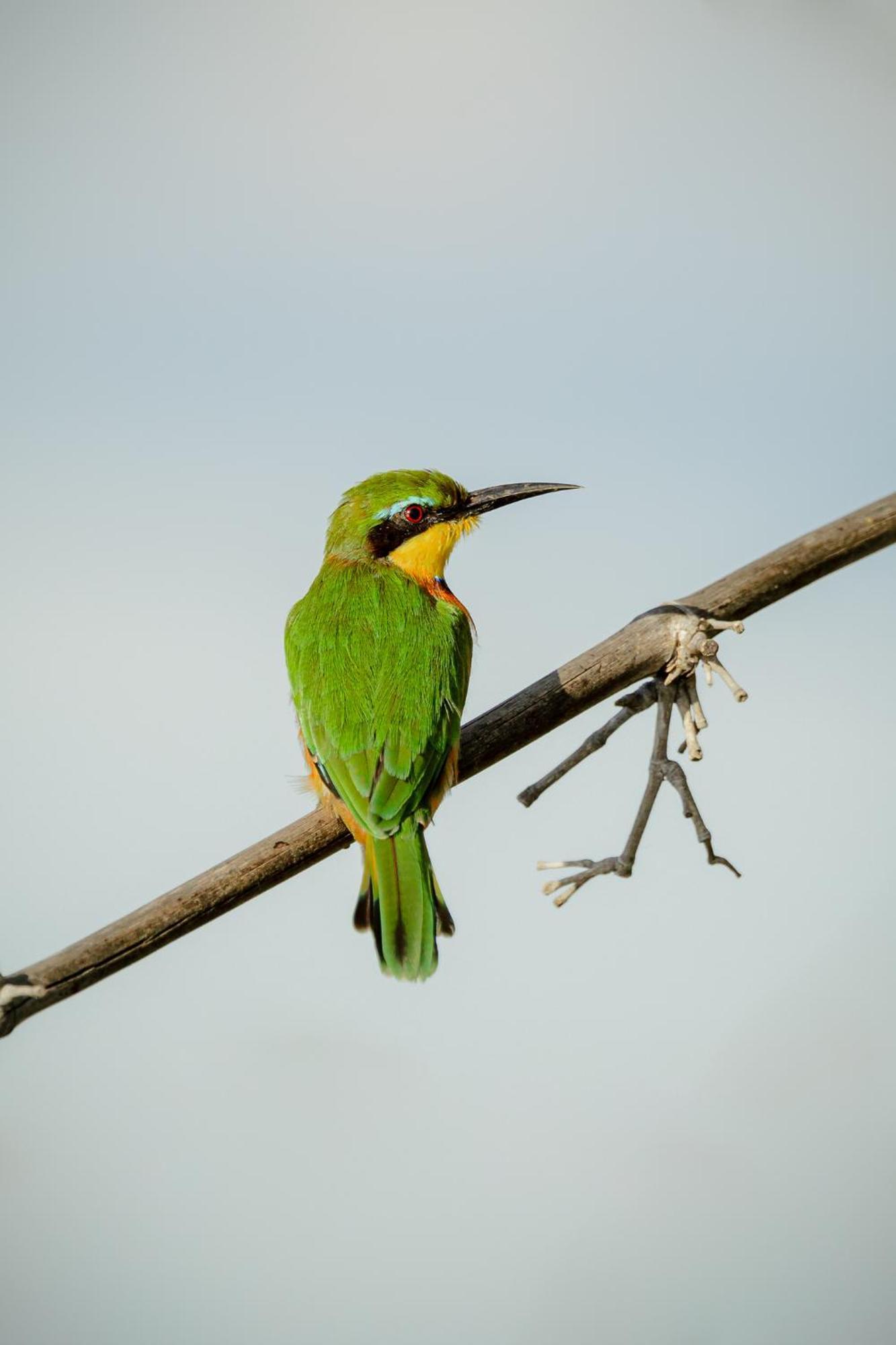 Askiesbos - Samochima Bush Camp Shakawe Bagian luar foto