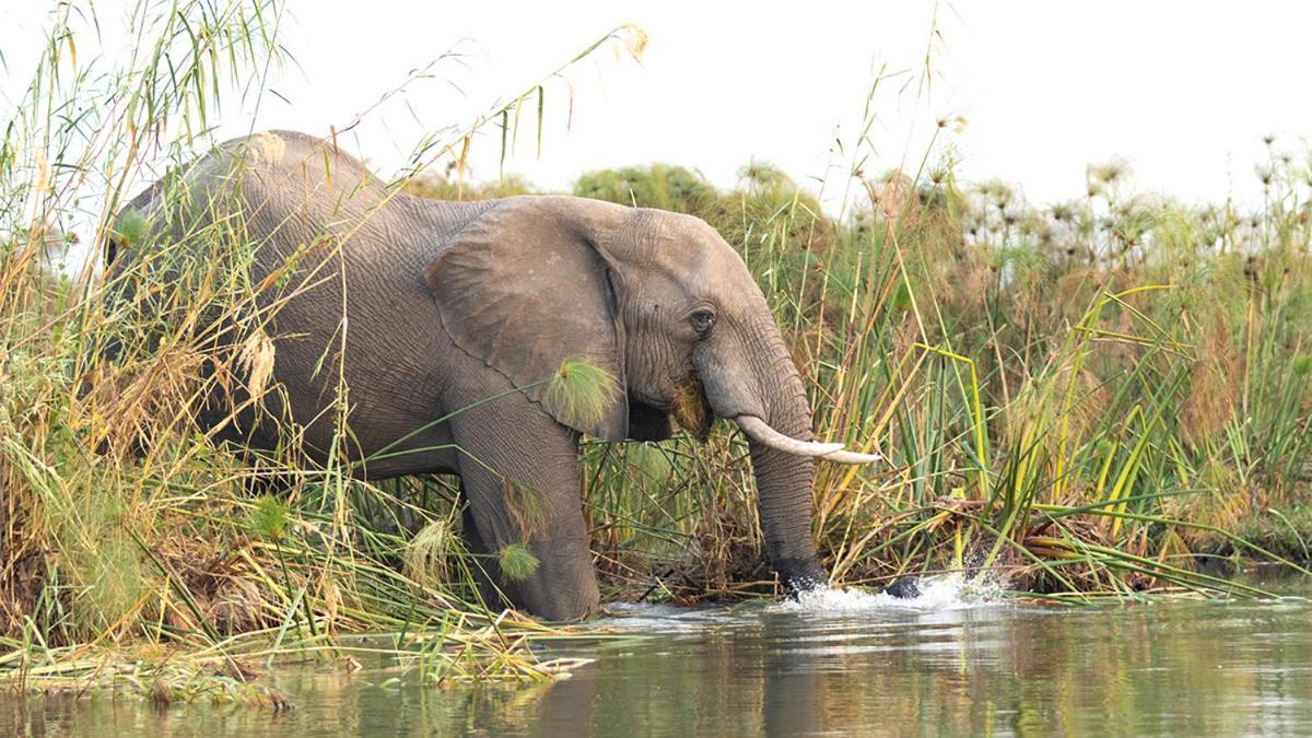 Askiesbos - Samochima Bush Camp Shakawe Bagian luar foto