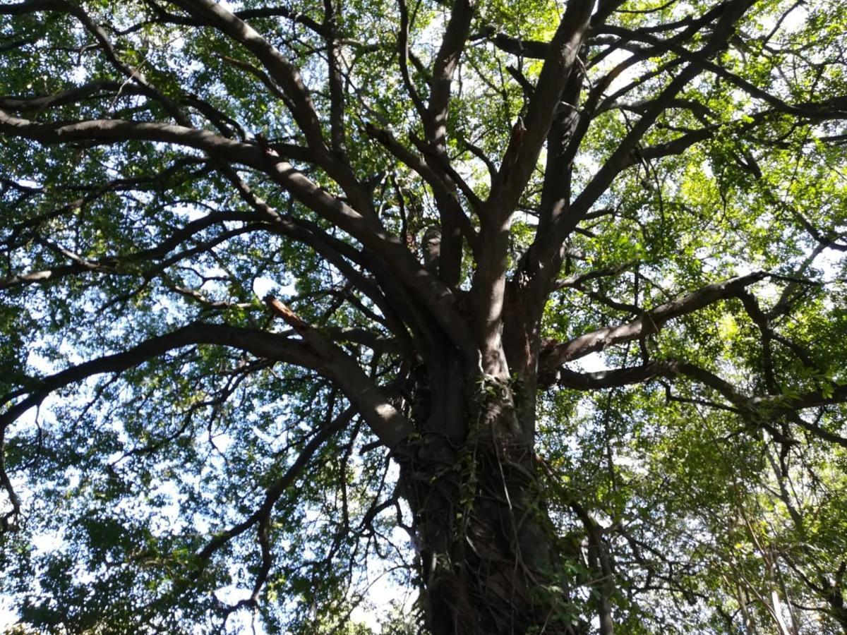 Askiesbos - Samochima Bush Camp Shakawe Bagian luar foto